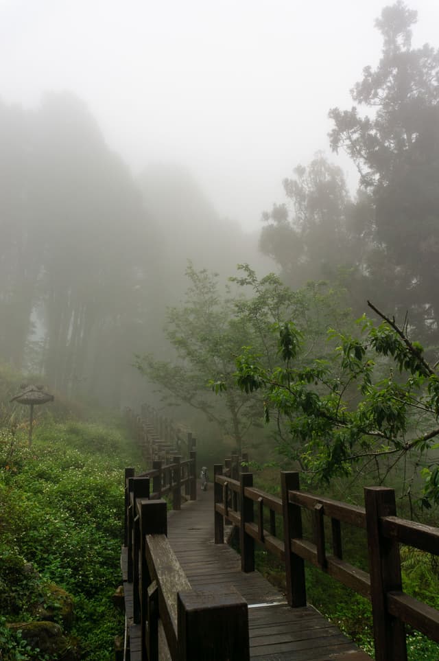 Alishan Fog